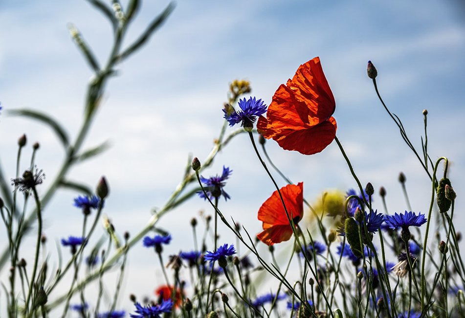 Community Garden by Andrew-Heptinstall