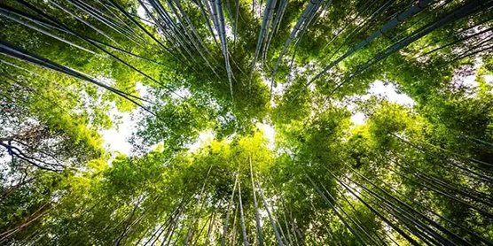 Thueia secure product destruction