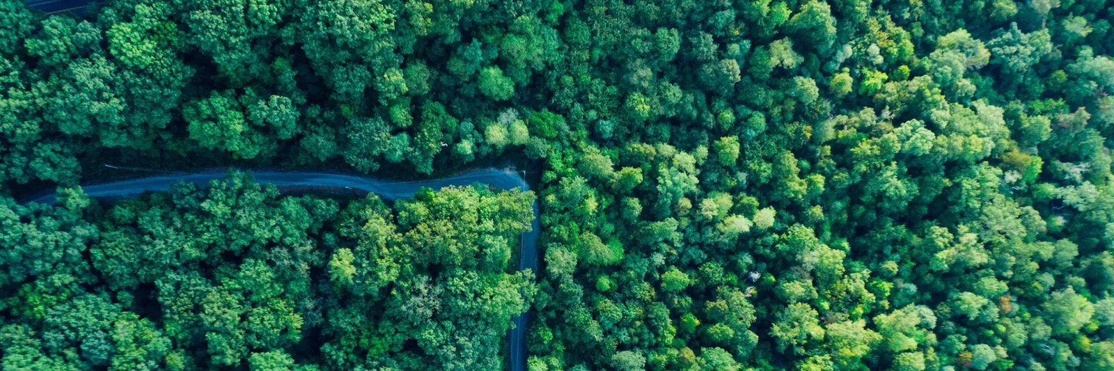 Aerial view of forest
